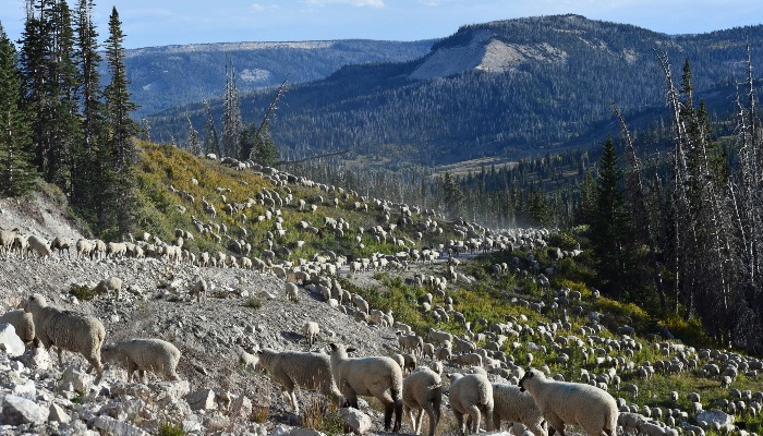 Reps. Maloy and Owens Call for Tariff Relief on Foreign Lamb Imports in Effort to Protect U.S. Sheep Industry