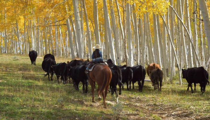 What Are Horses Used For?
