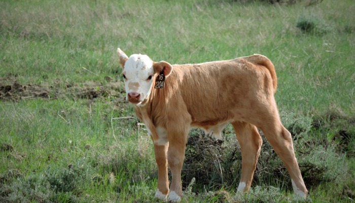 Farmers Commend USDA Efforts to Protect Livestock