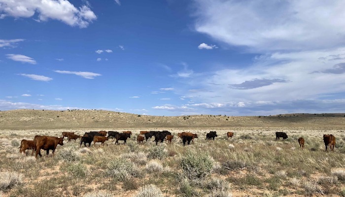 Apply Now for Emergency Livestock Relief Program