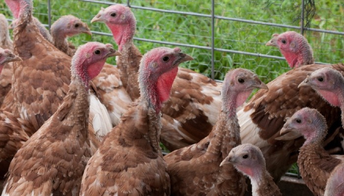 Avian Influenza Confirmed in Sanpete County Poultry Farm