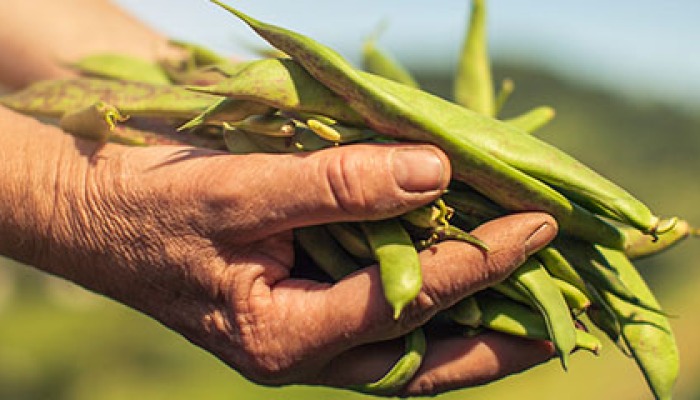 Row Crop Farmers Face Particularly Difficult Financial Squeeze