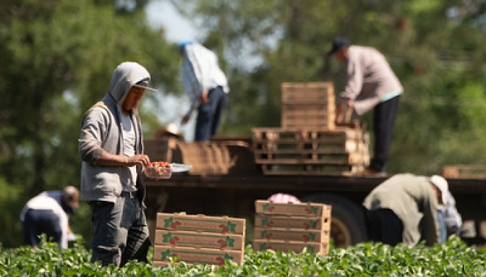 Farm Labor Wage Changes Coming to H-2A