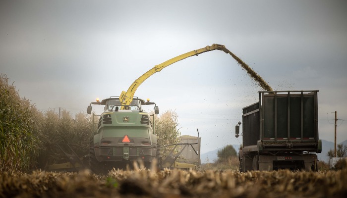 Farmers Facing Grain Storage Conundrum