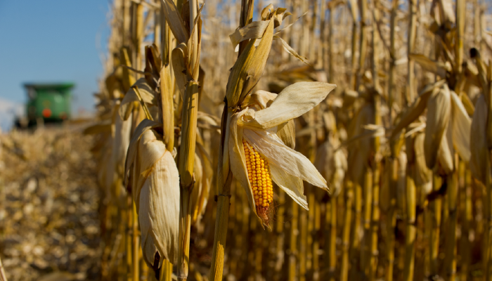 E15 for All, a Win-Win for Farmers and Consumers