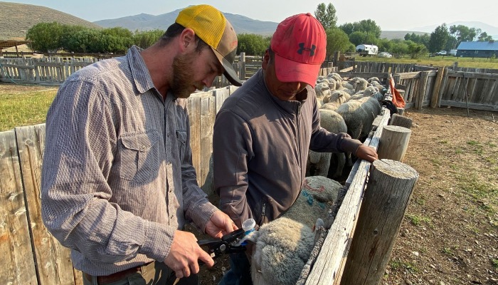 Simple Flashing Ear Tag Technology Shows Promise for Deterring Livestock Predators