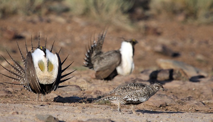 BLM finalizes updated Sage-Grouse plans