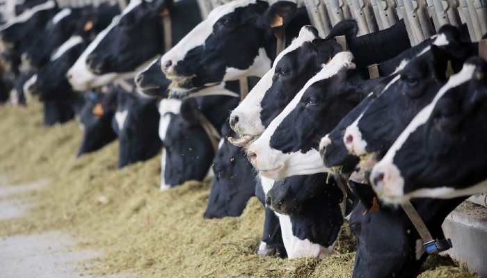 Record Milk Production, Shrinking Herd Pipeline