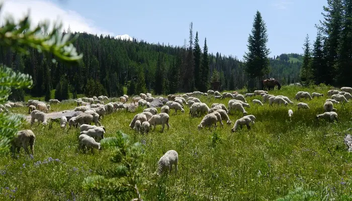 BLM, USDA Forest Service announce 2026 grazing fees
