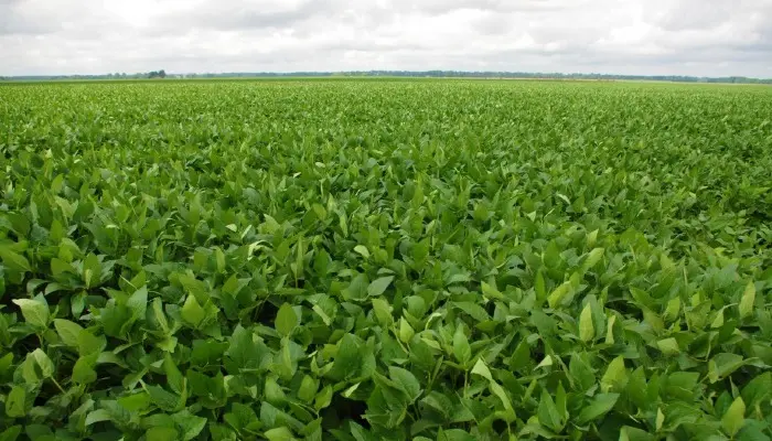 Agriculture Groups Urge EPA to Uphold Science-Based Pesticide Review Process