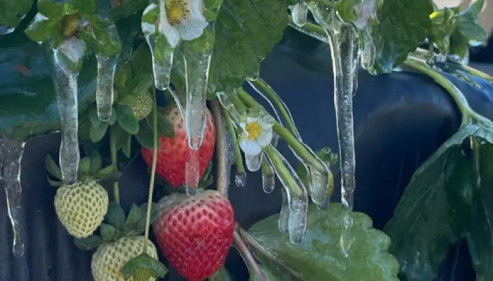 Florida Farm Bureau Creates Disaster Relief Fund to Assist Florida Farmers and Ranchers With Significant Agricultural Losses