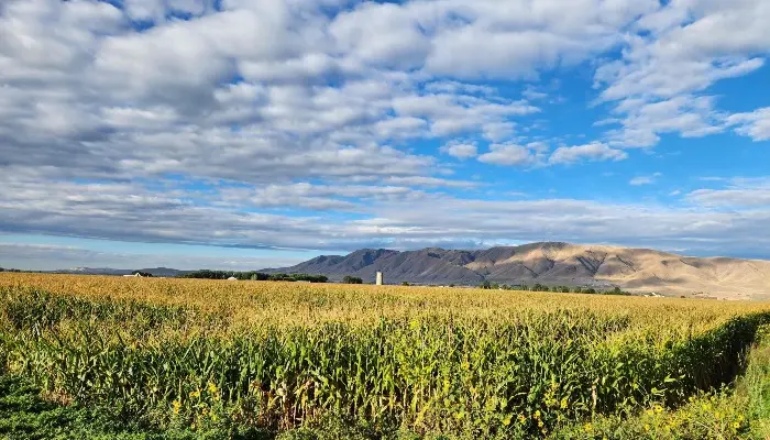 USDA Sets Spring Crop Insurance Prices