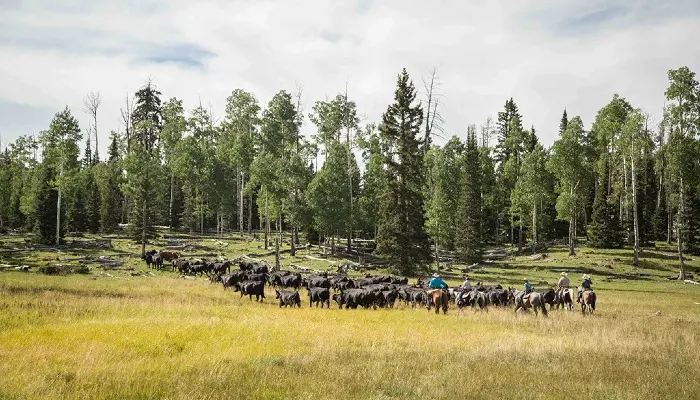 USDA, DOI Move to Boost Support for American Ranchers, Help Lower Prices for Consumers