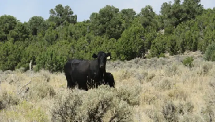USDA Prioritizing Common Sense Forest Management, Moves Forest Service Headquarters to Salt Lake City