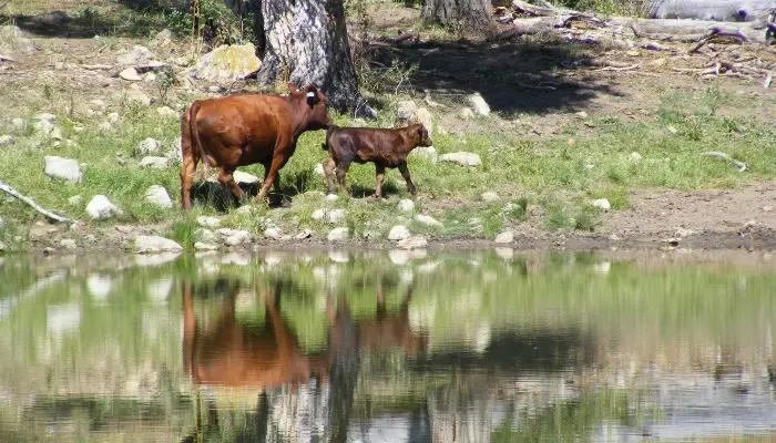 Utah Farm Bureau Comments on Announced Relocation of Forest Service to Salt Lake City