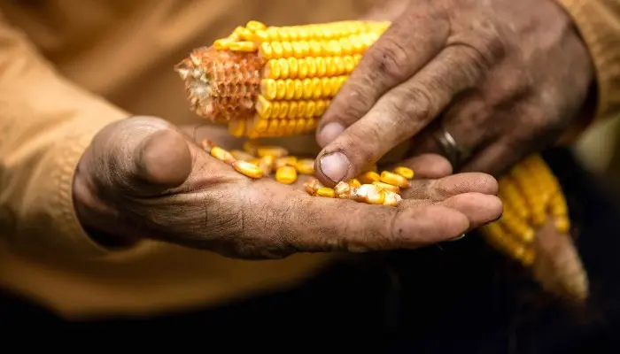 Nationwide Survey of Farmers and Ranchers Finds Most Can’t Afford Fertilizer