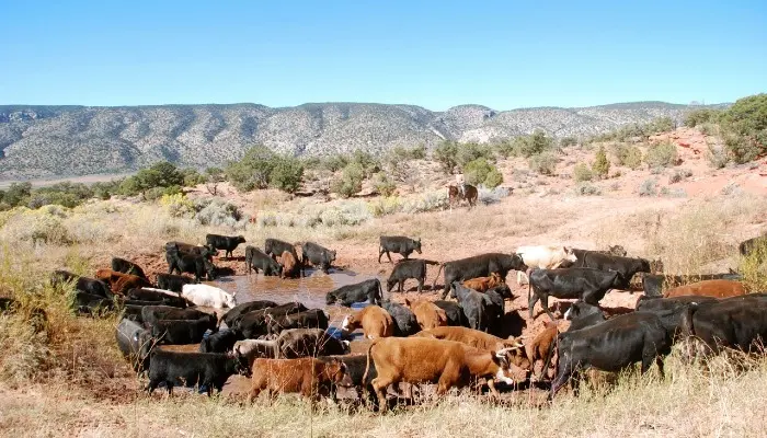 AFBF Analysis Calls Attention to Drought Conditions in Western U.S.