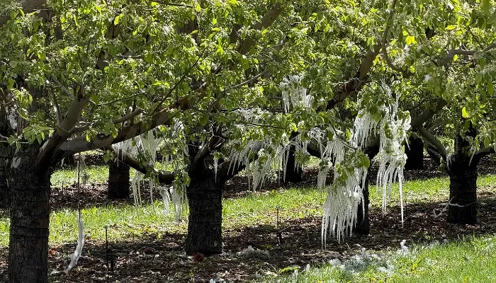 Gov. Cox declares state of emergency for crop losses caused by freezing temperatures; UDAF Opens Access to Emergency Disaster Relief Loan Funds