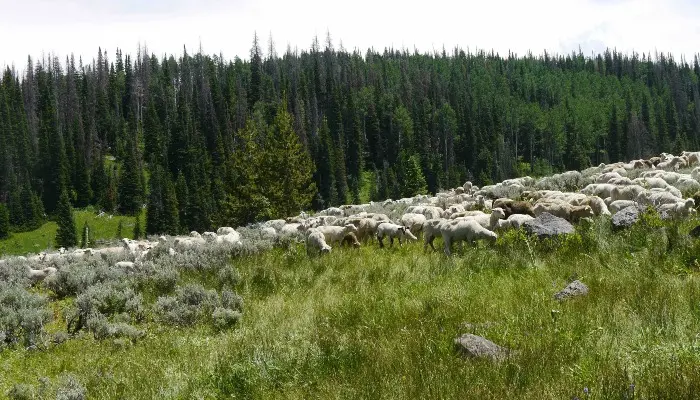 USDA Issues Directive to Restore Grazing on National Forest Lands and Strengthen Support for America’s Ranchers