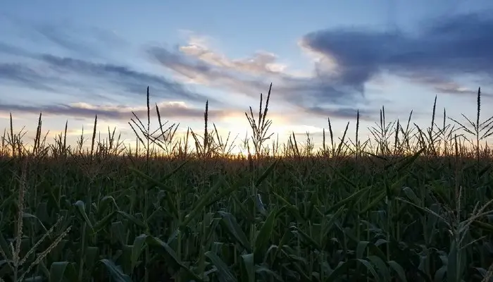 AFBF Analyzes Possible Policy Solutions to Fertilizer Challenges