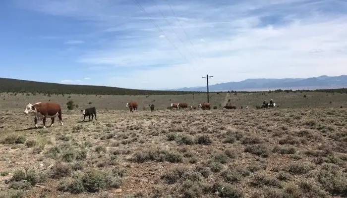 USDA Offers Disaster Assistance to Agricultural Producers in Utah Impacted by Drought and Wildfire