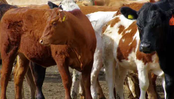 Importing Foreign Beef Could Make Rebuilding U.S. Cattle Herd More Difficult