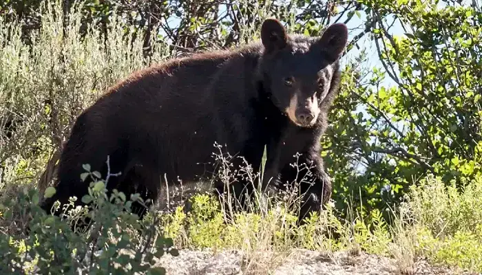 Drought and Wildfires Causing Wildlife to Appear in Residential Areas