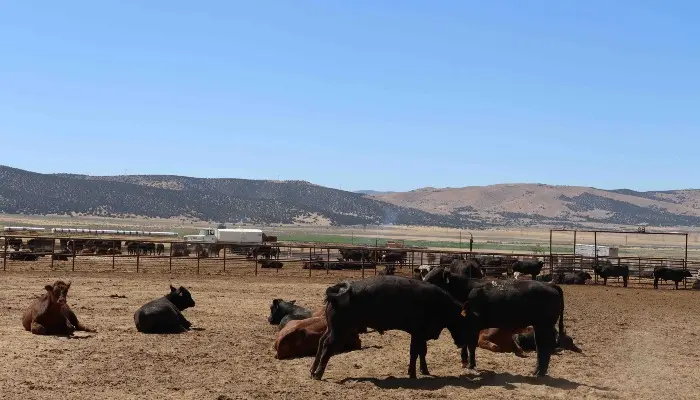 Farm Bureau Analyzes Potential Beef Import Impacts: Urges President Trump to Reconsider