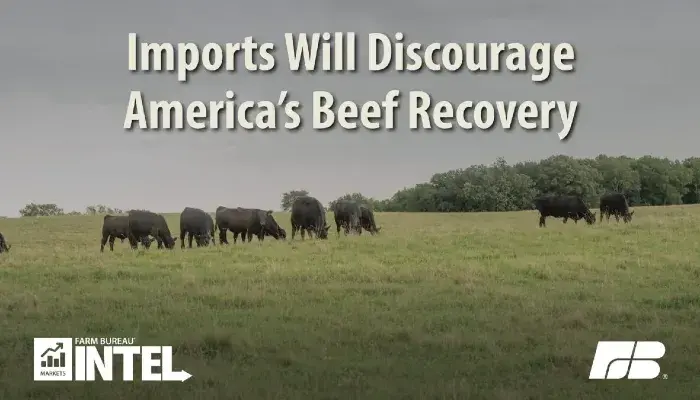 Imports Will Discourage America’s Beef Recovery
