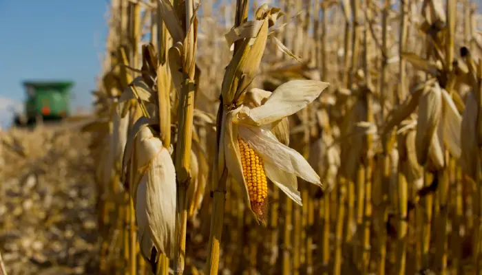USDA Confirms Smaller Corn Crop in September WASDE