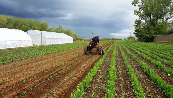 Local food microgrant program accepting applications