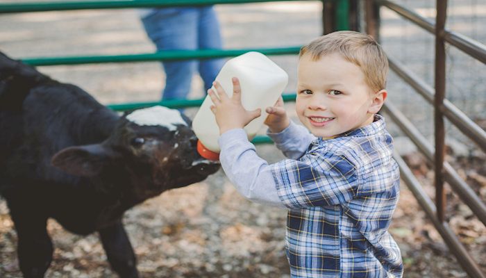 Pasture to Plate: How beef is raised