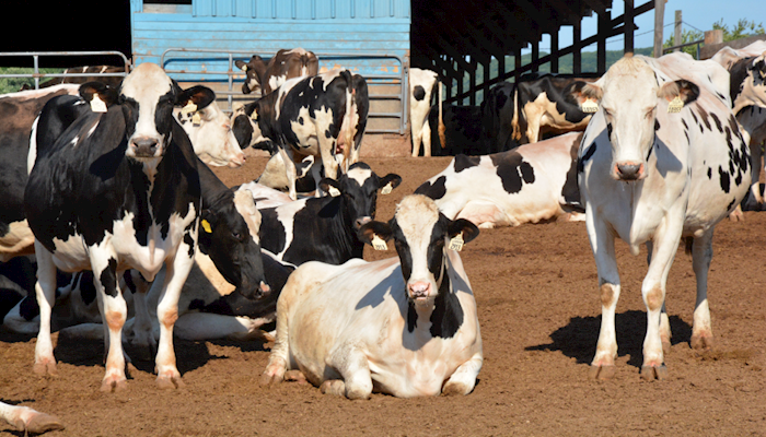 U.S. Dairy and NAFTA