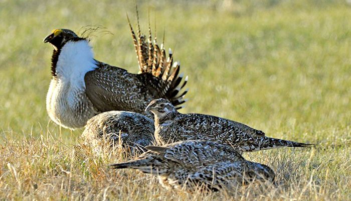 Sage Grouse Compensatory Mitigation Rule