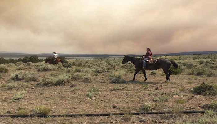 A Call for More Firefighting Cows & Sheep