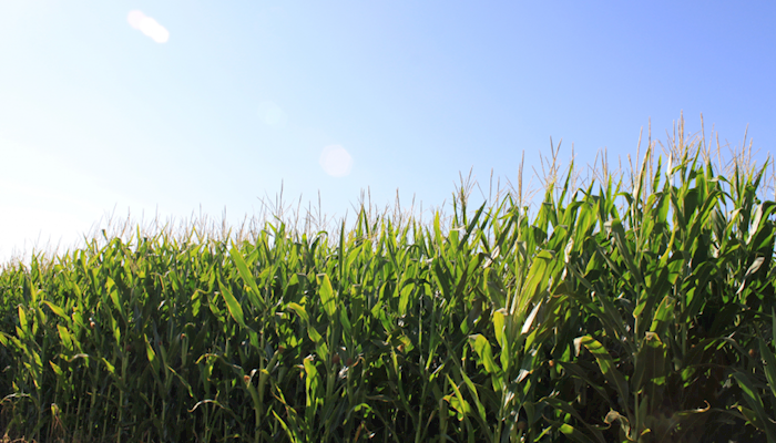 Assessing the Possibility of Below-Trend U.S. Corn Yield