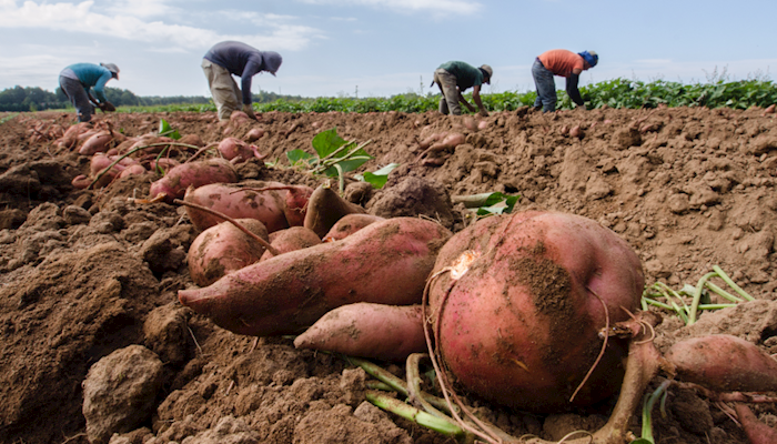 Survey Shows Impacts Immigration Policy has on Agriculture