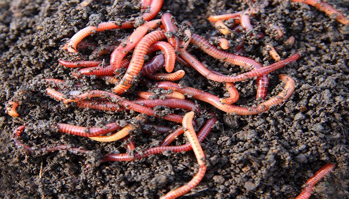 Food Waste Hack for Apartment Dwellers