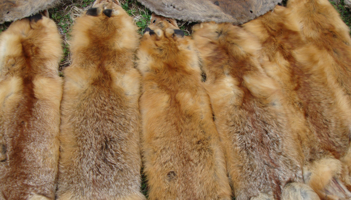 Wildlife: Furbearer and Trapping