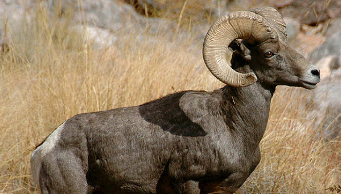 Wildlife: Reintroduction of Bighorn Sheep