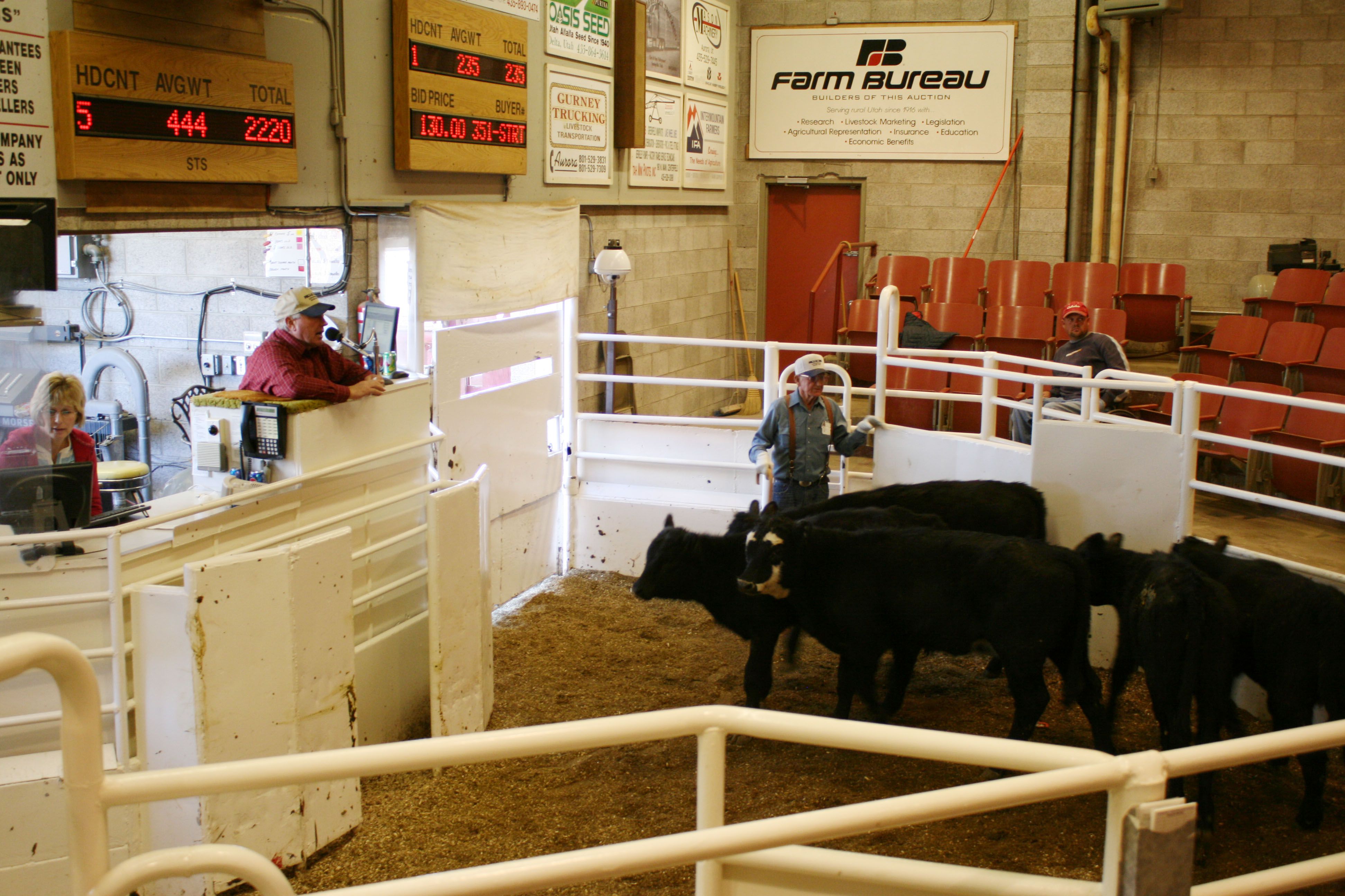 Salina cattle auction celebrates its 50th anniversary, reflecting on past