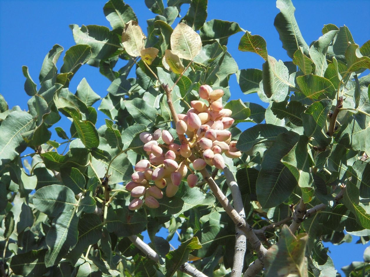 A Tough Nut to Crack: Southern Utah’s Farmers Make Pistachios a Family ...