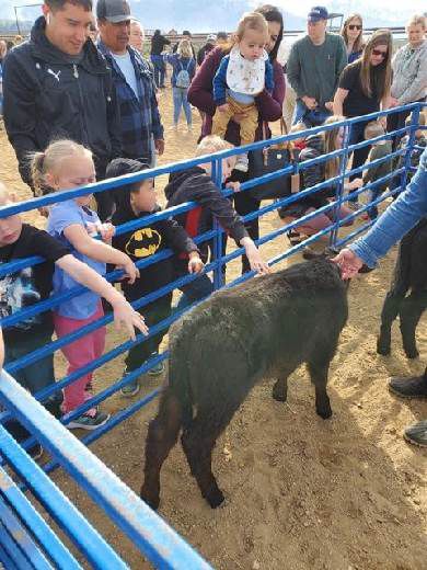 Weber County Farmers Connect with Community Through Baby Farm Animals Weber County Farmers Connect with Community Through Baby Farm Animals