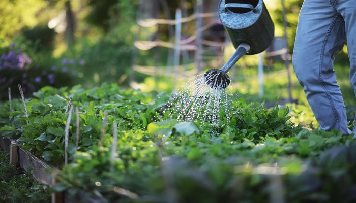 Gardening on a Budget